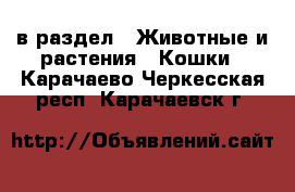  в раздел : Животные и растения » Кошки . Карачаево-Черкесская респ.,Карачаевск г.